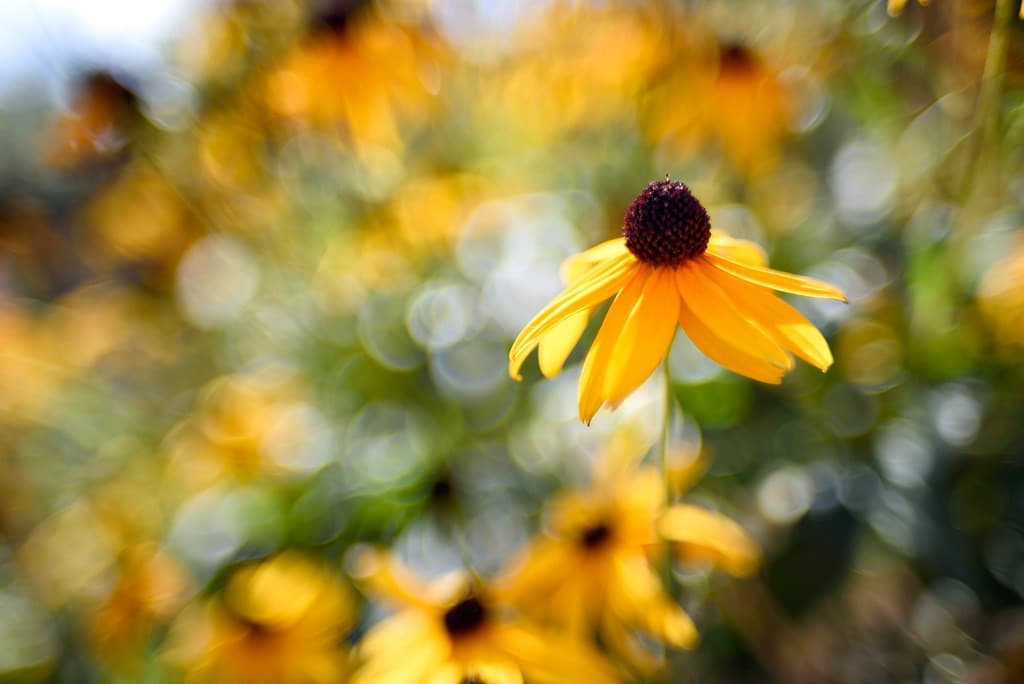 Nikon Nikon 35mm f1.4 heritage lens body