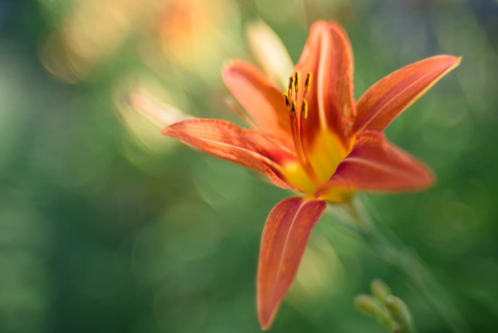 Nikon Nikon 35mm f1.4 heritage sample 3