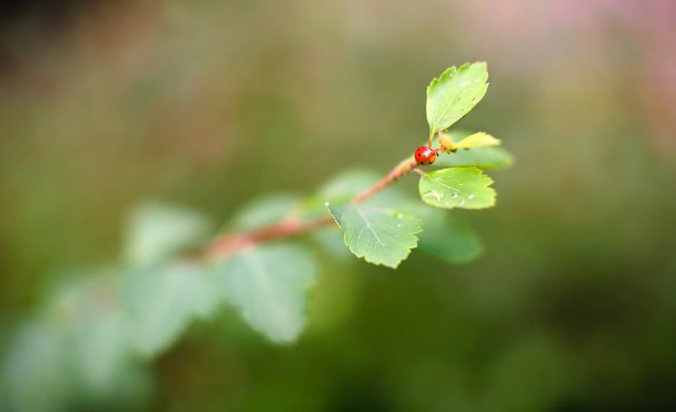 Carl Zeiss Pancolar heritage sample 3