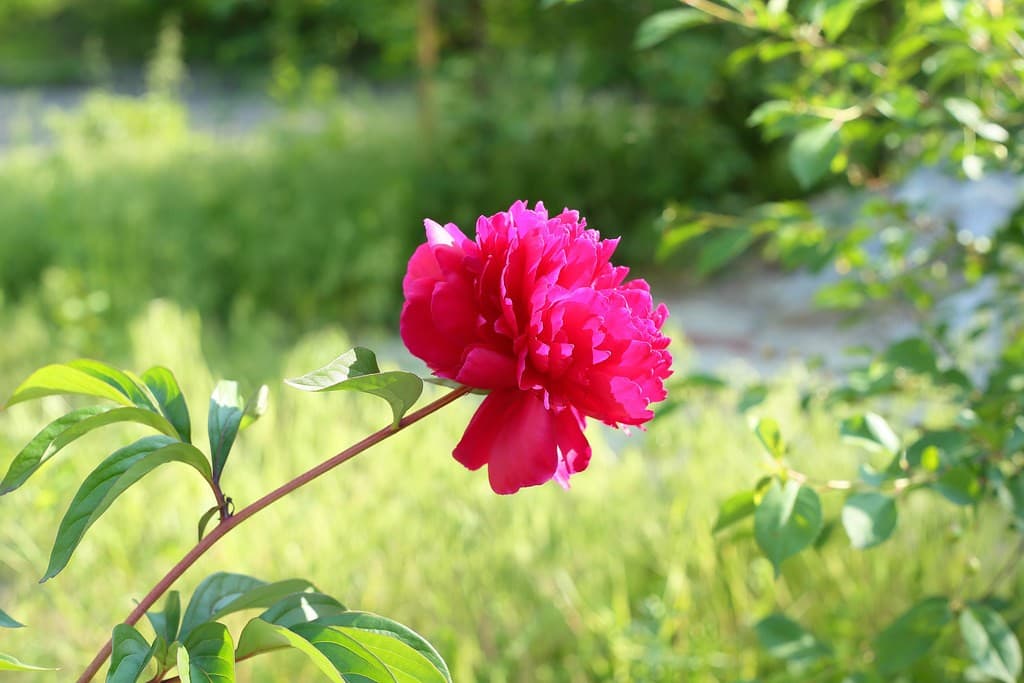 Carl Zeiss Pancolar heritage sample 2