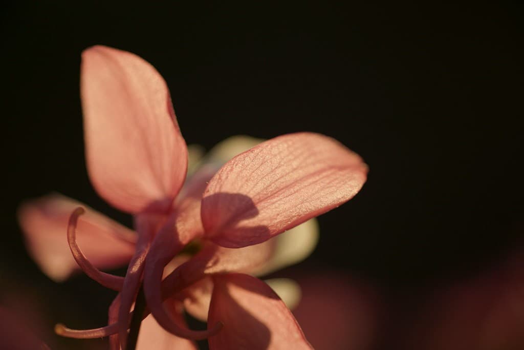 Minolta Macro heritage lens body