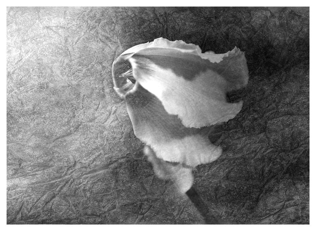 Olympus Olympus Macro 50mm f3.5 heritage sample 3