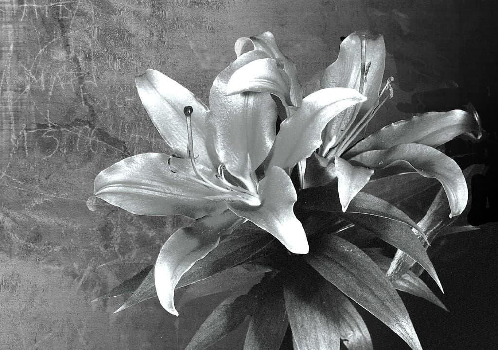 Olympus Olympus Macro 50mm f3.5 heritage sample 4