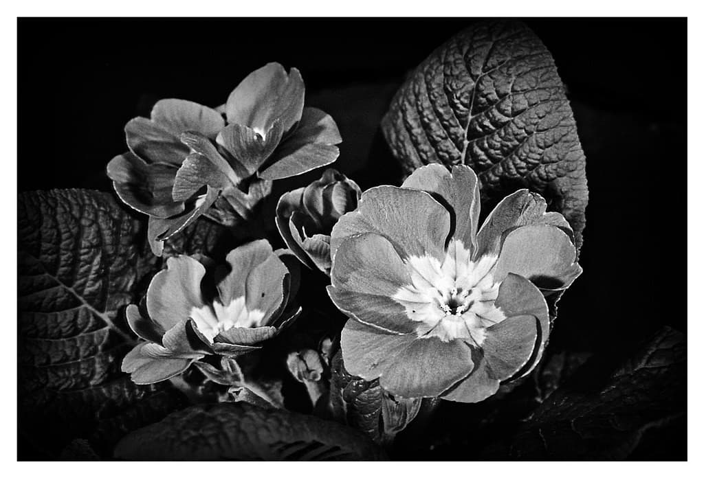 Olympus Olympus Macro 50mm f3.5 heritage sample 2