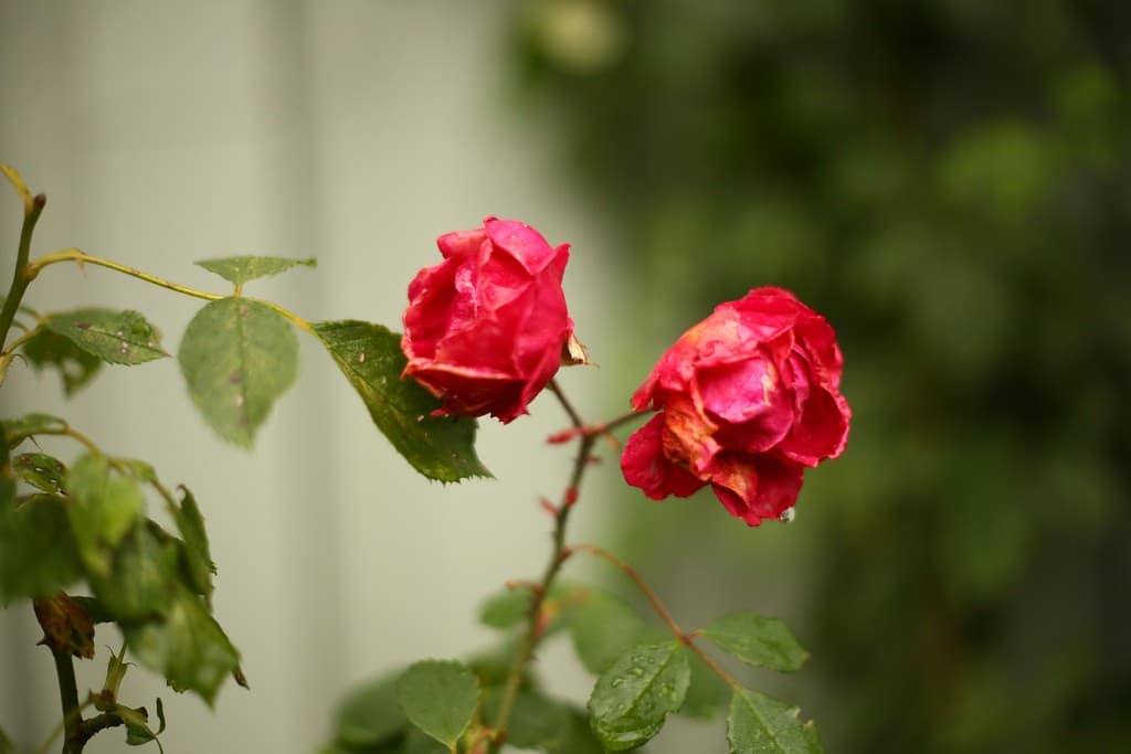Chinon Chinon 55mm f1.7 heritage sample 3