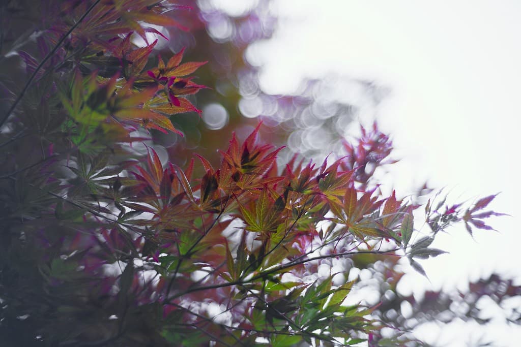 Fuji Fuji 50mm f1.6 heritage lens body