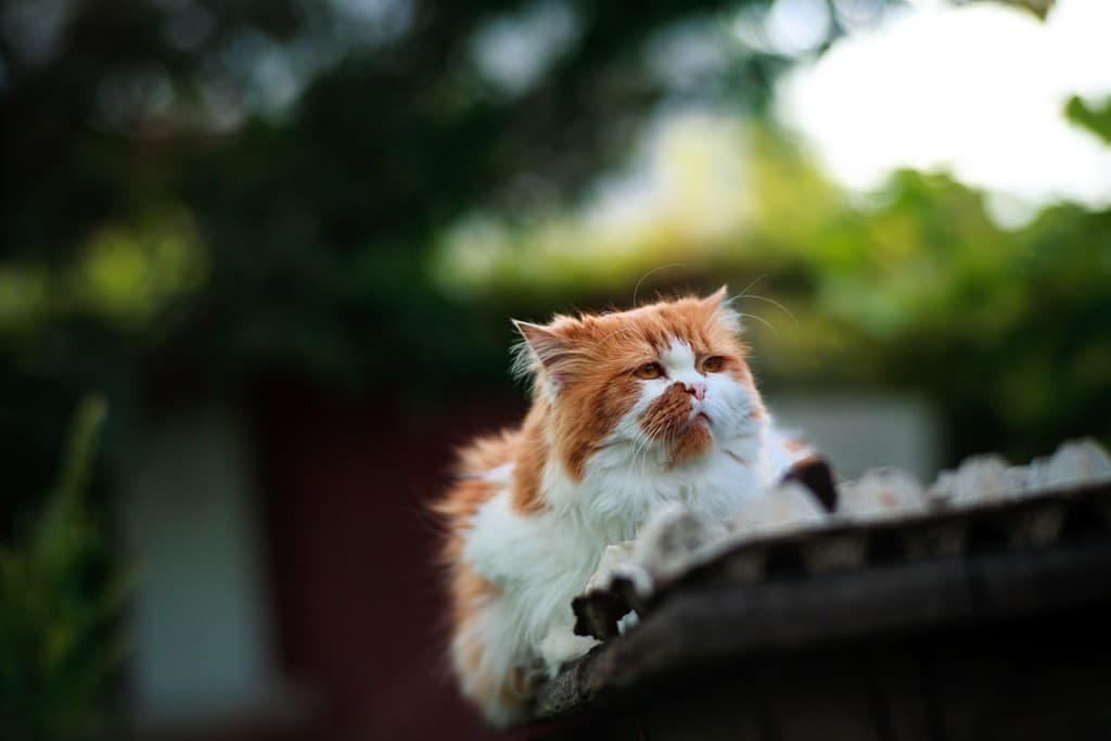 Contax Zeiss Planar 85mm f/1.4 heritage lens body