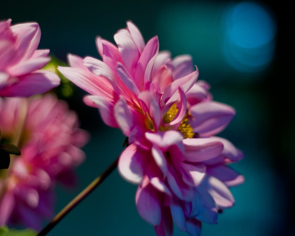 Nikon 50mm f/1.8 AF-D heritage lens body