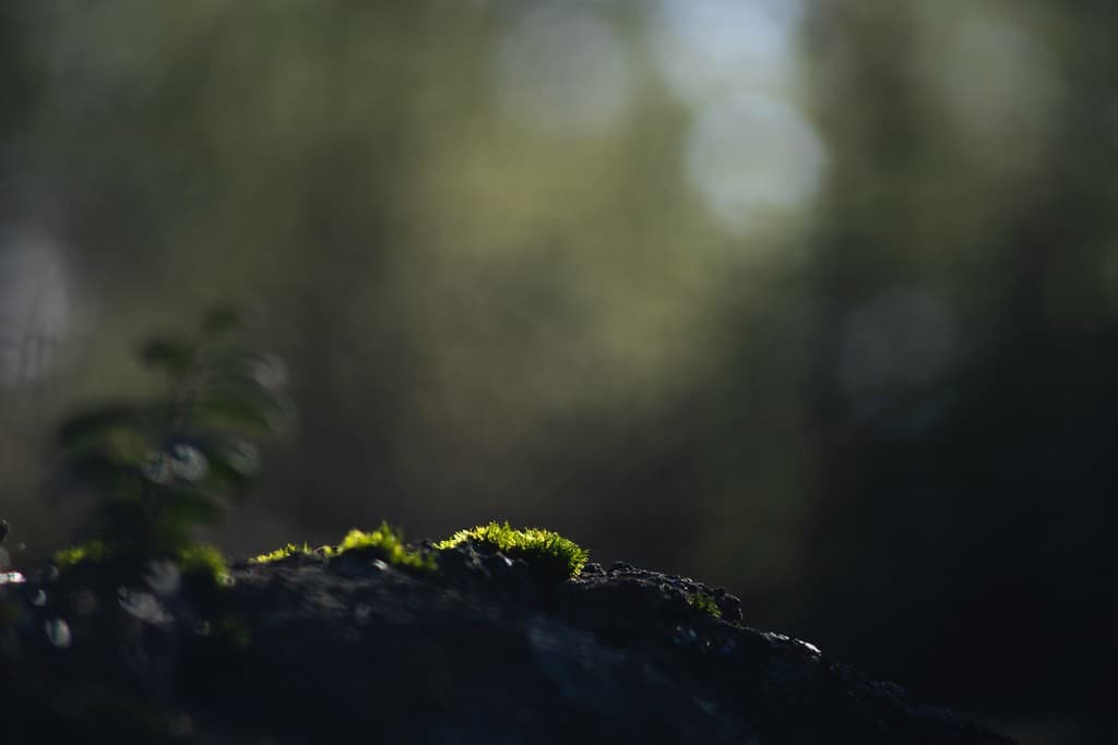 Chinon Chinon 135mm f2.8 heritage sample 1