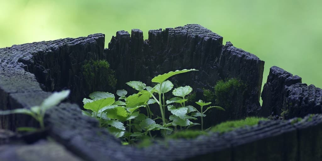 Vivitar Series 1 90mm f/2.5 Macro heritage lens body