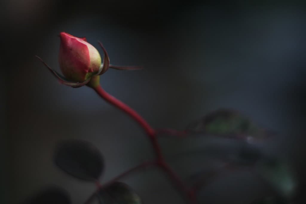 Fujinon 50mm f/1.4 M42 heritage lens body