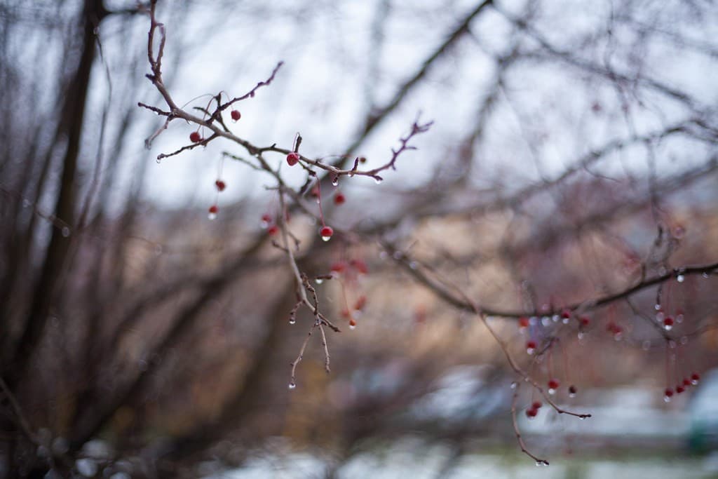 Yashica ML 50mm f/1.7 heritage sample 2