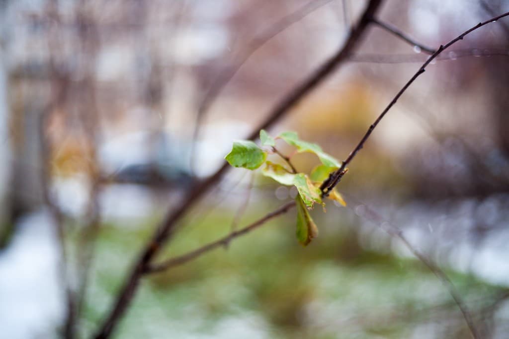 Yashica ML 50mm f/1.7 heritage sample 6