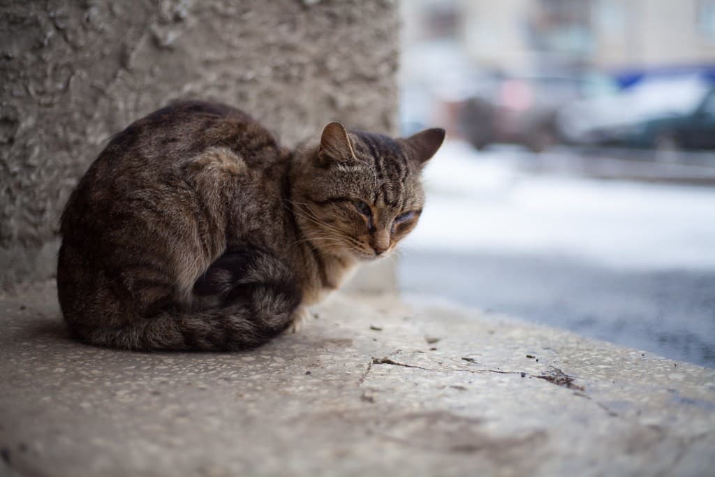 Yashica ML 50mm f/1.7 heritage sample 3