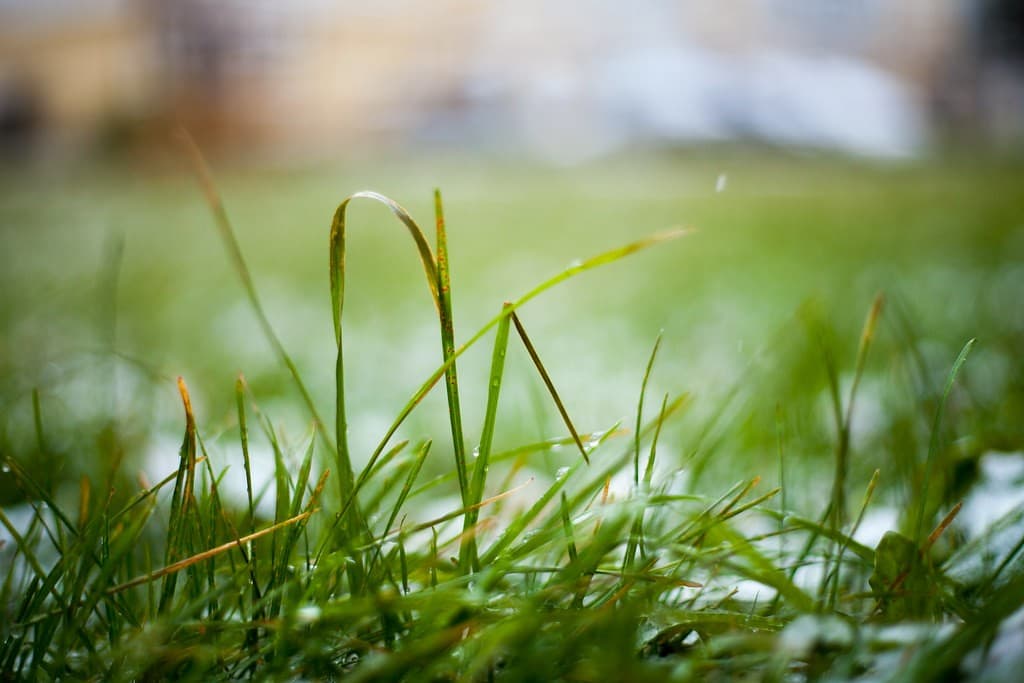 Yashica ML 50mm f/1.7 heritage sample 4
