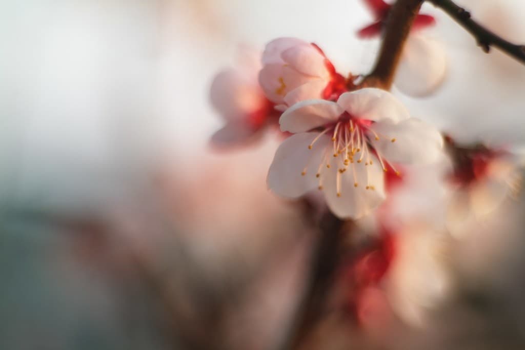 Meyer-Optik Primoplan 58mm f/1.9 heritage lens body