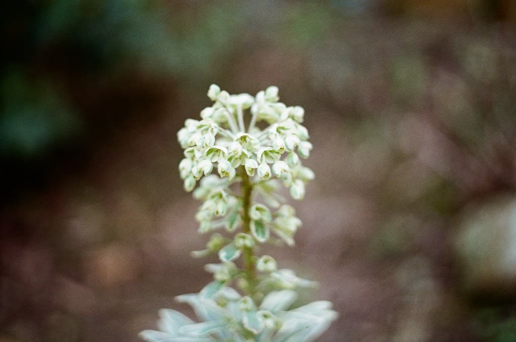 Mamiya Mamiya-Sekor E 50mm f2 heritage sample 4