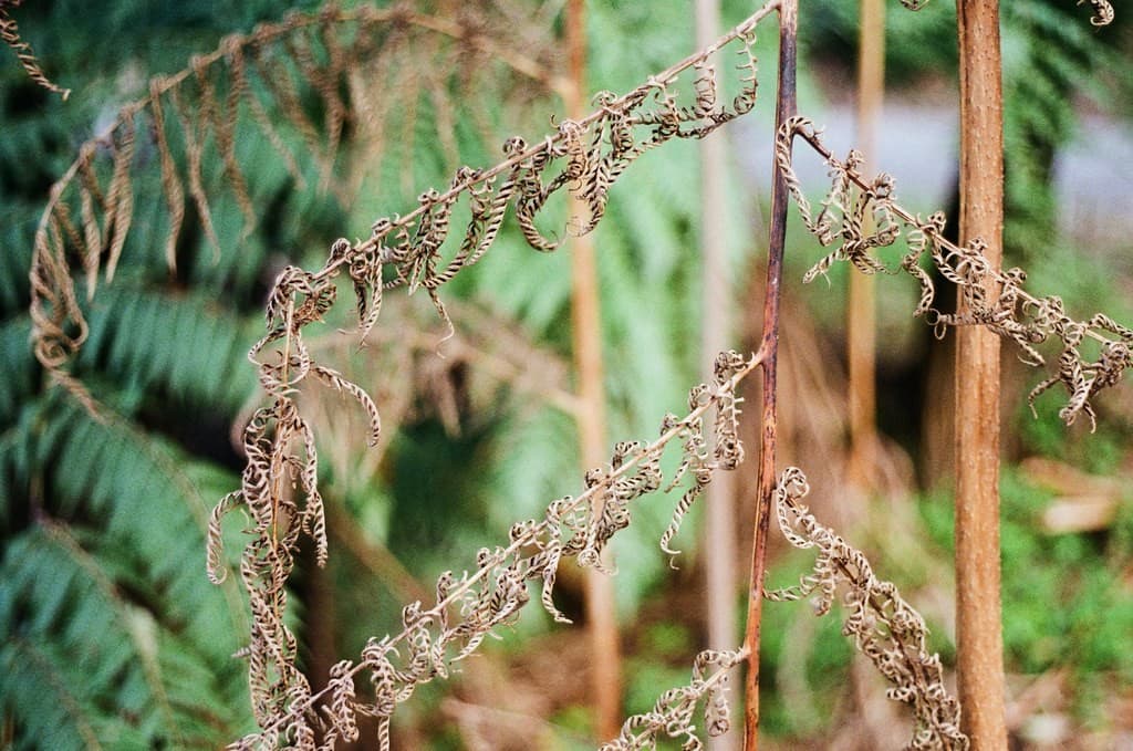 Mamiya Mamiya-Sekor E 50mm f2 heritage sample 5