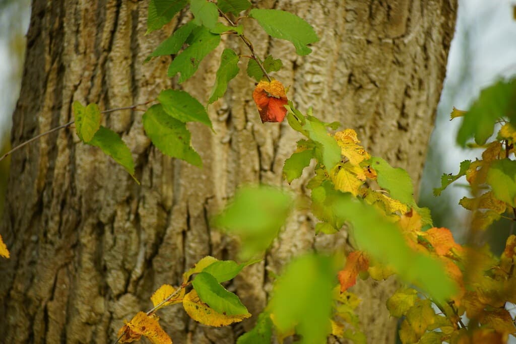 Pentacon 135mm f/2.8 (15-blade) heritage sample 6