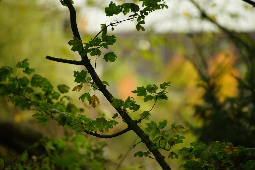 Pentacon 135mm f/2.8 (15-blade) heritage sample 4